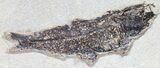 Multiple Knightia Fossil Fish - inch Layer #29523-2